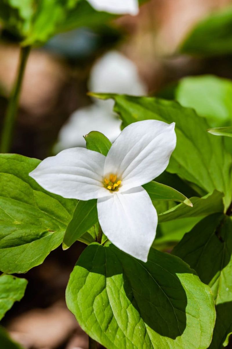 Trillium