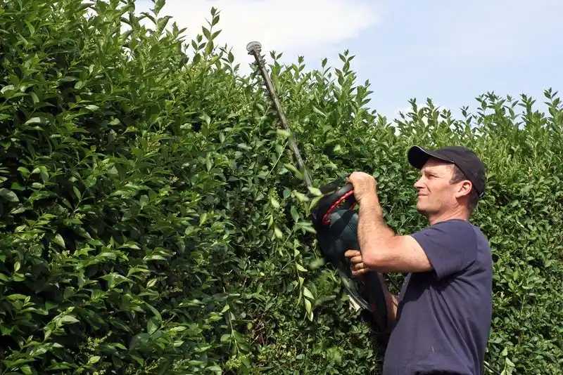 Trim Overgrown Hedges