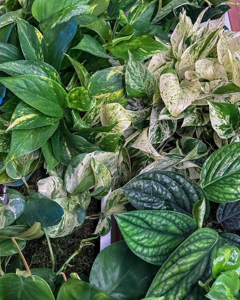 Tropical Farmhouse Blend