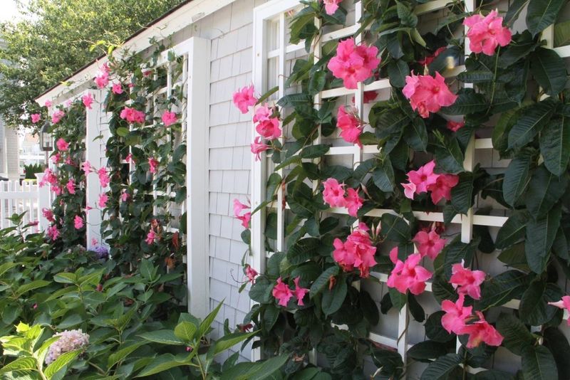Mandevilla