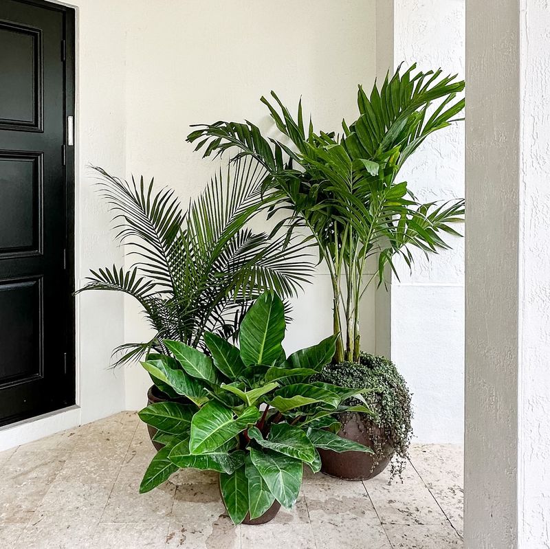 Tropical Plant Entryway