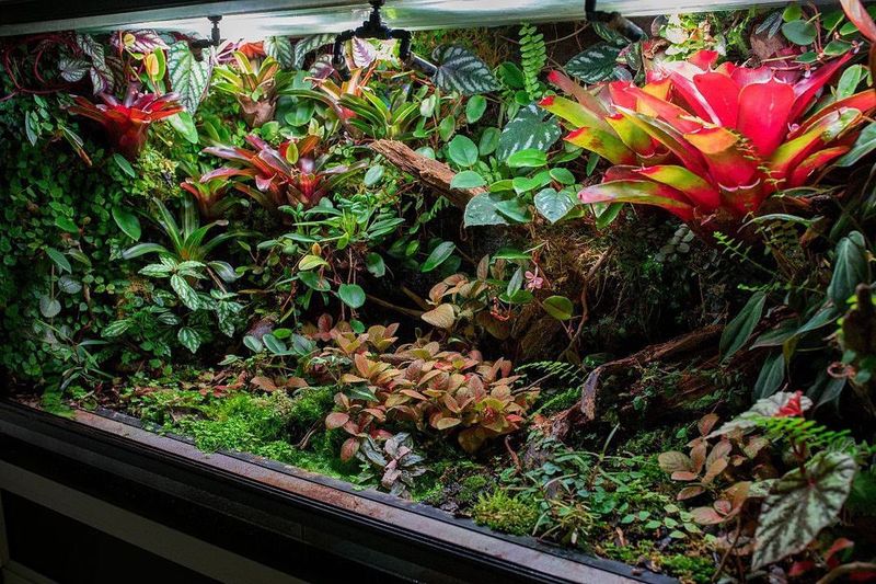 Tropical Rainforest Terrarium