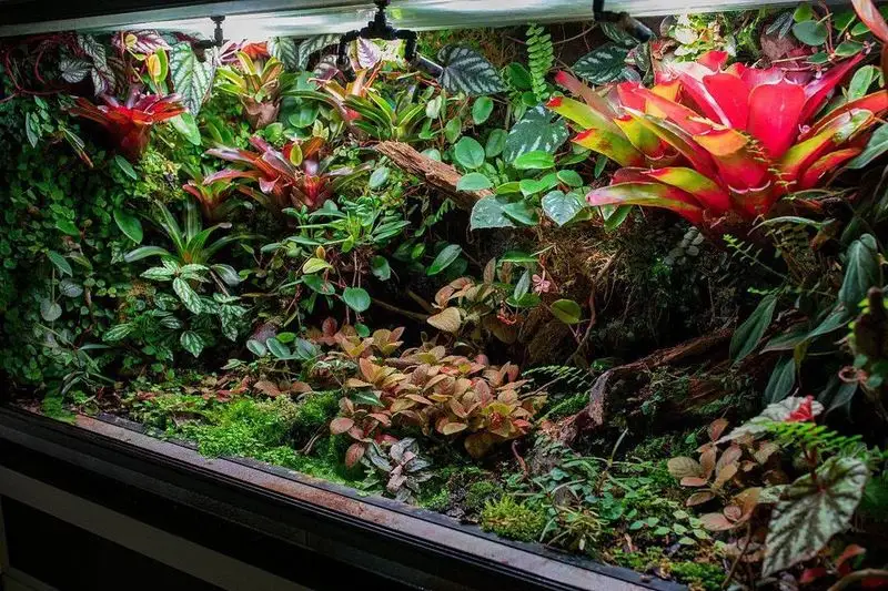 Tropical Rainforest Terrarium