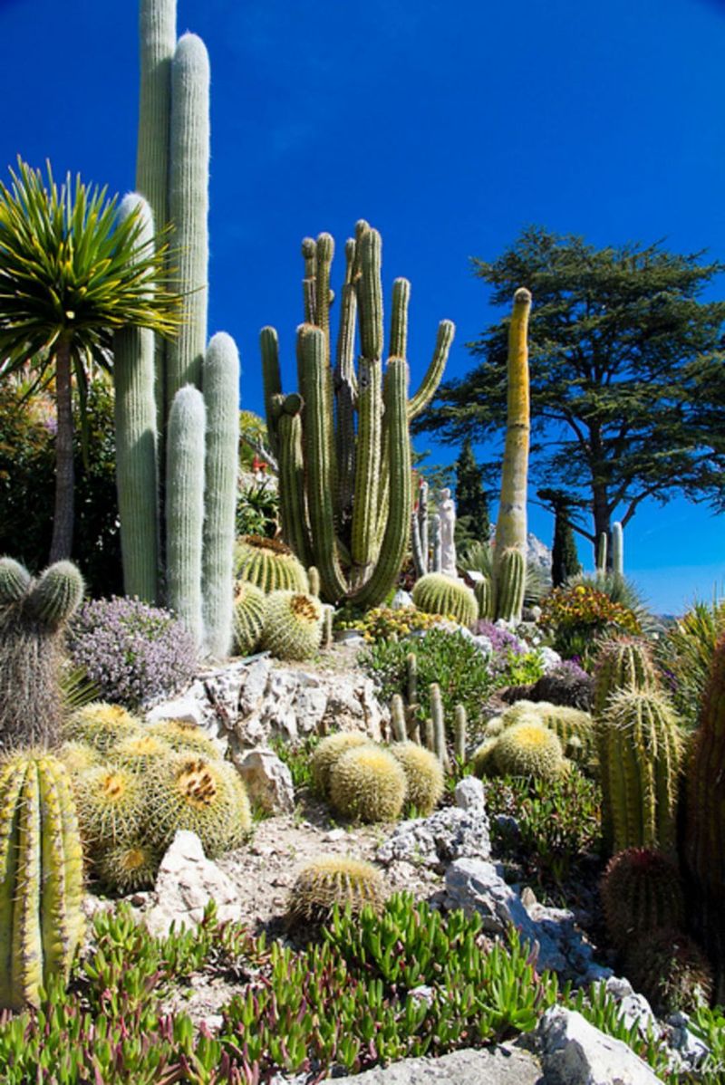Cactus Composition