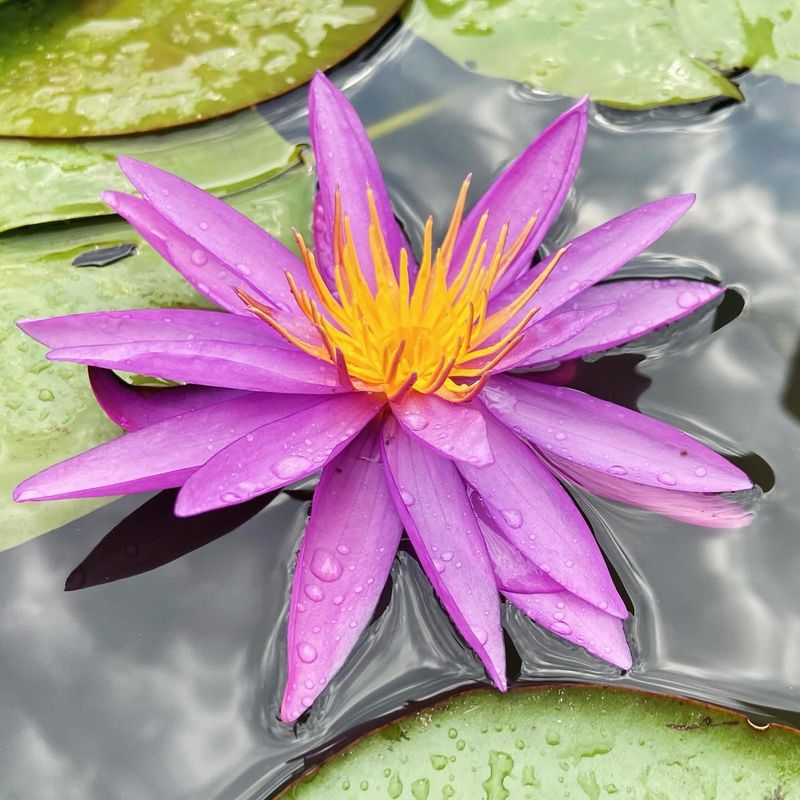 Tropical Water Lily