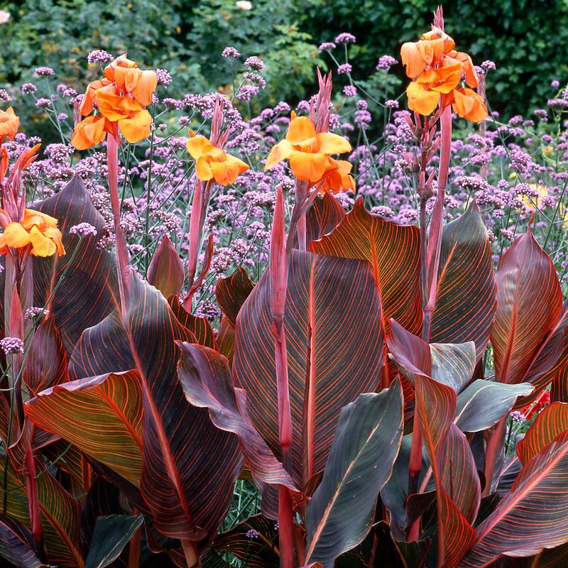 Tropicanna Canna