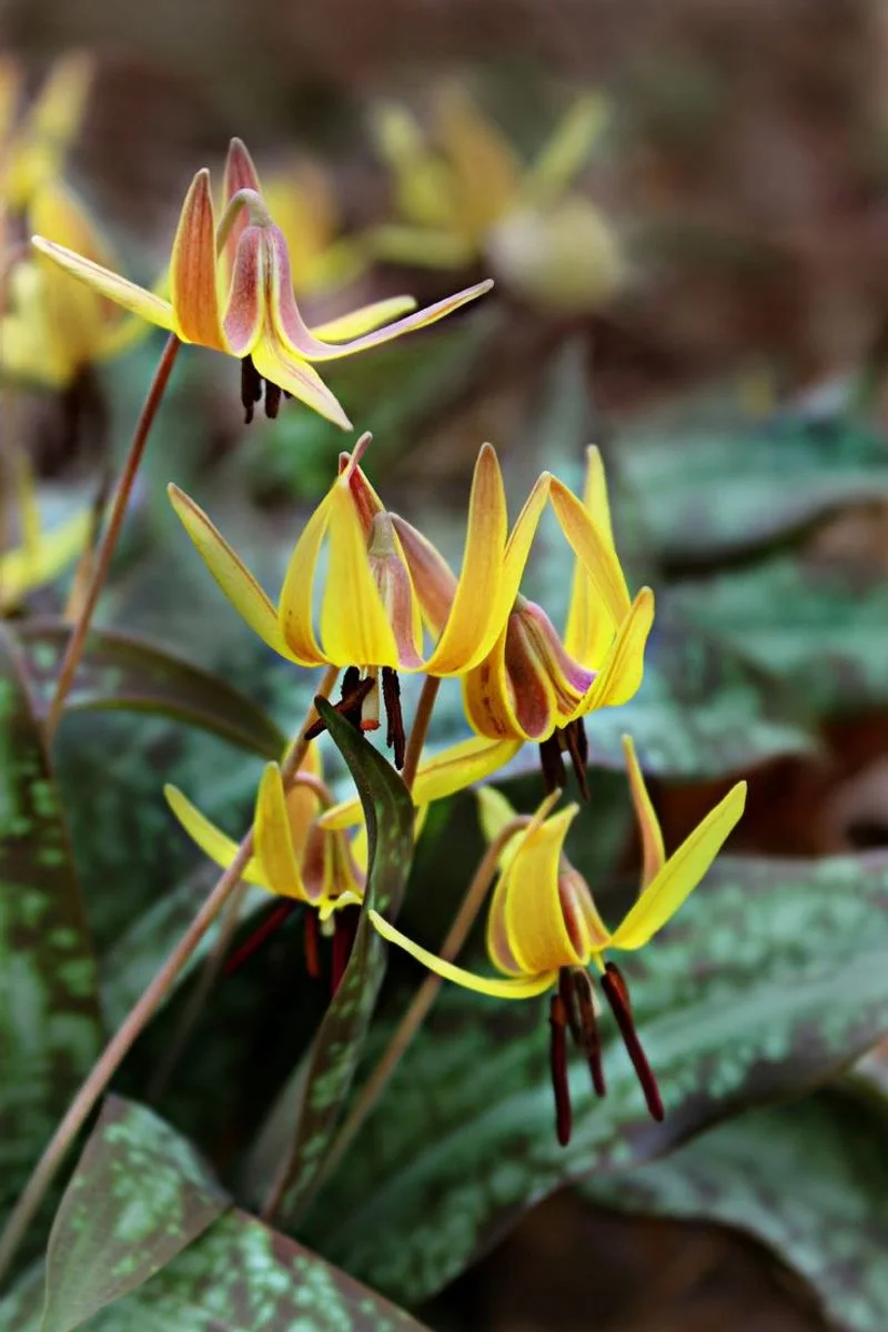Trout Lily