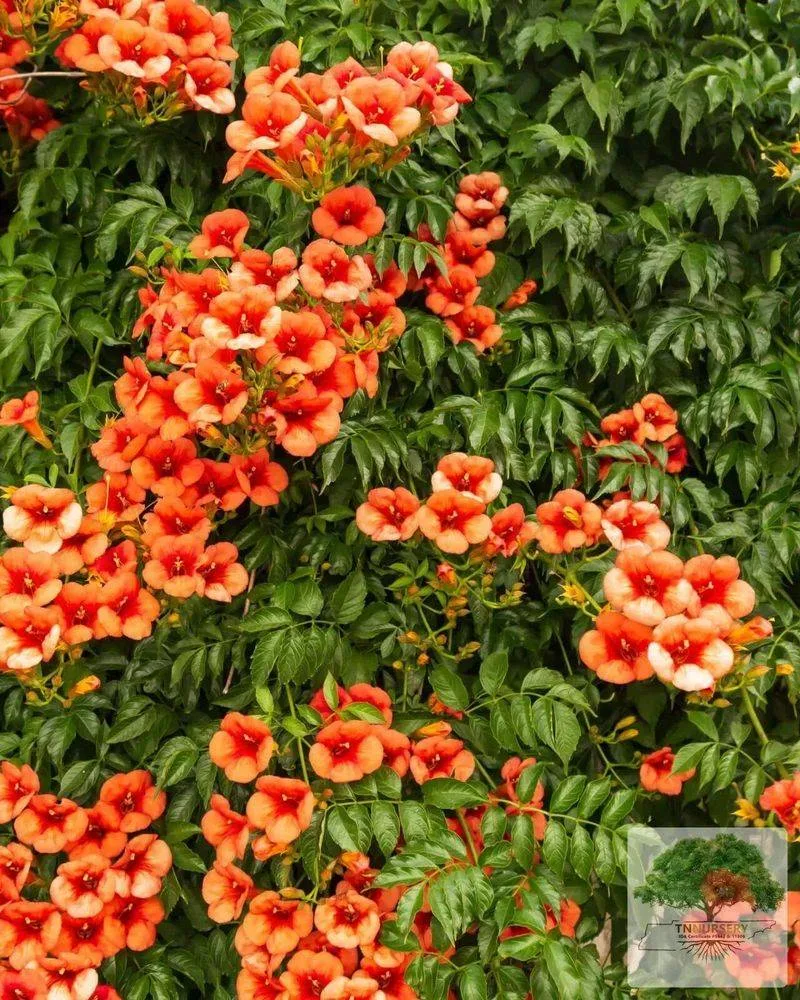 Trumpet Vine