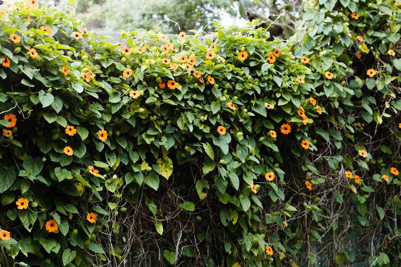 Black-Eyed Susan Vine