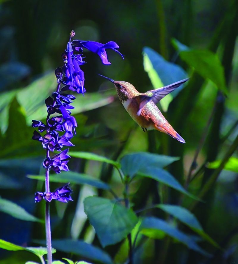 Salvia