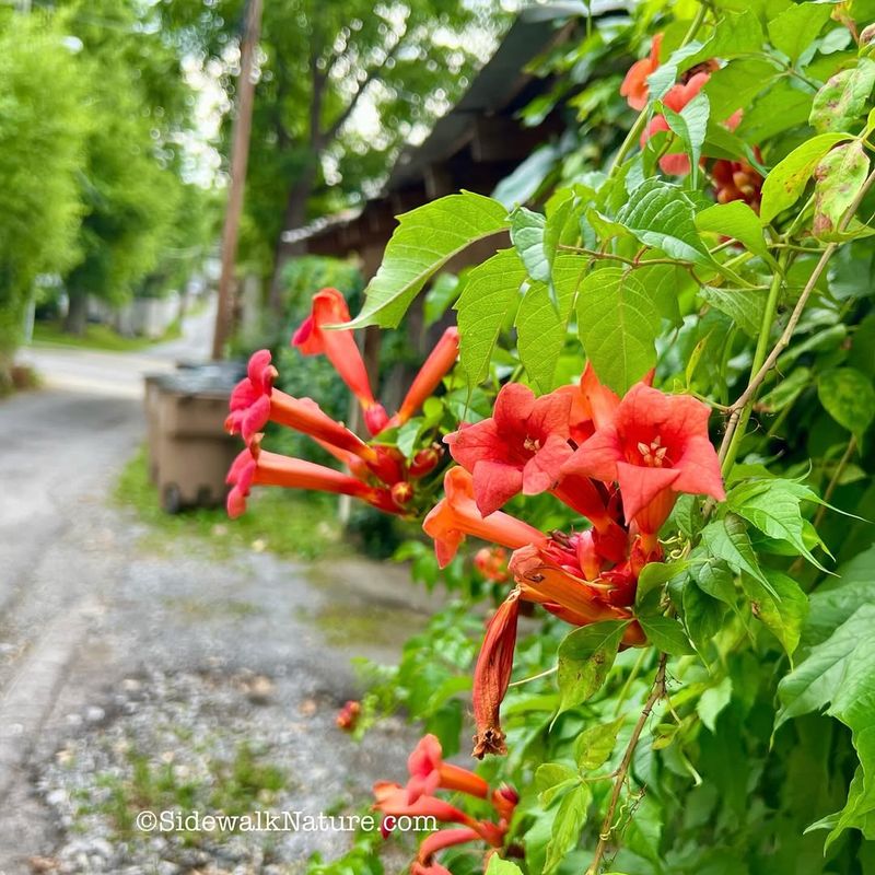 Trumpet Vine (Campsis radicans)