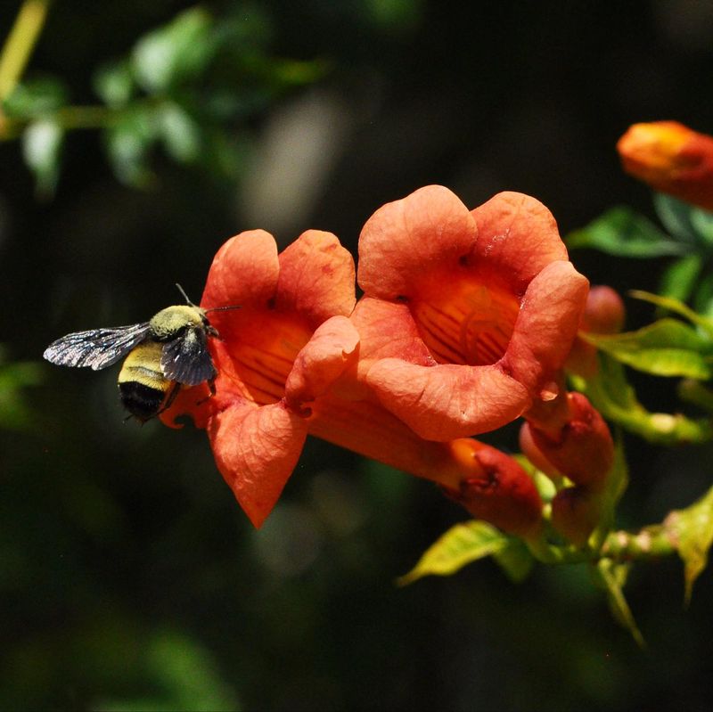 Trumpet Vine