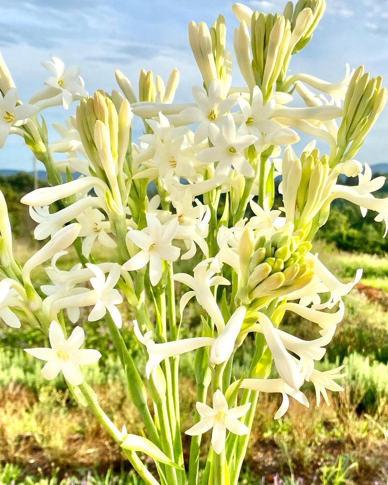 Tuberose