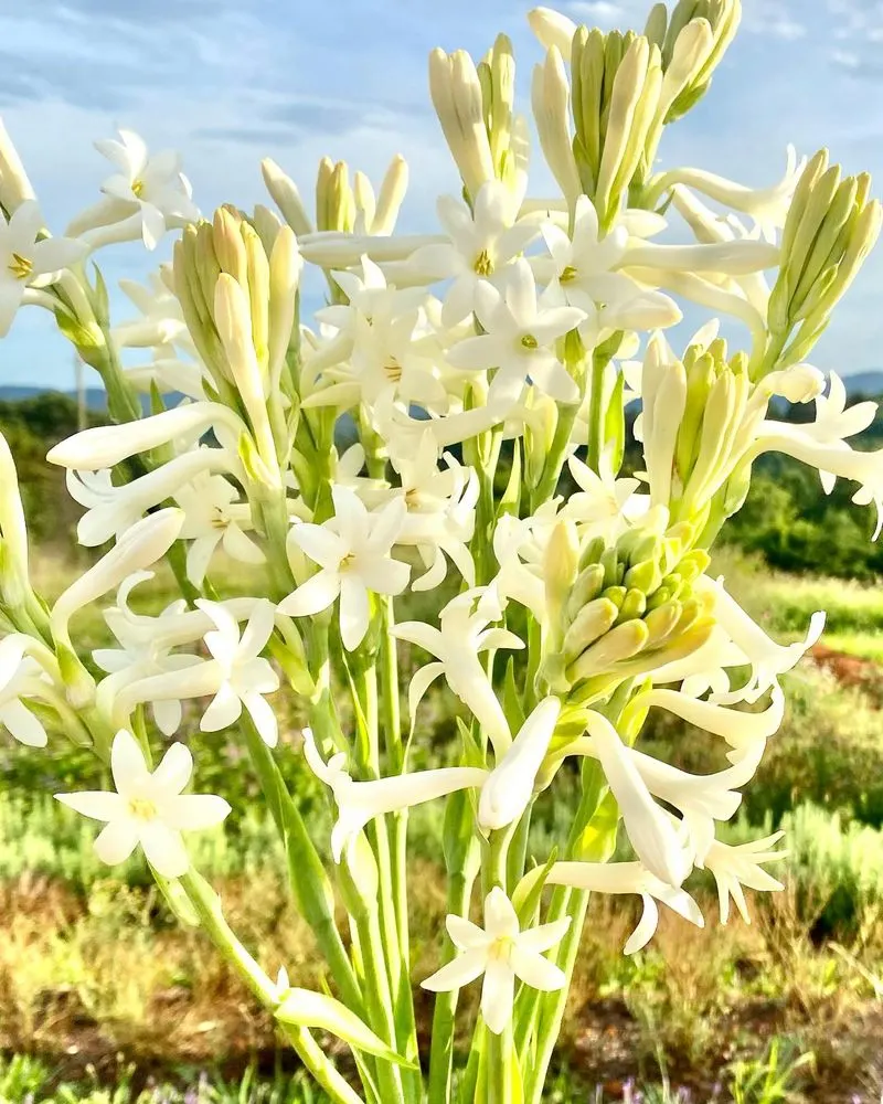 Tuberose
