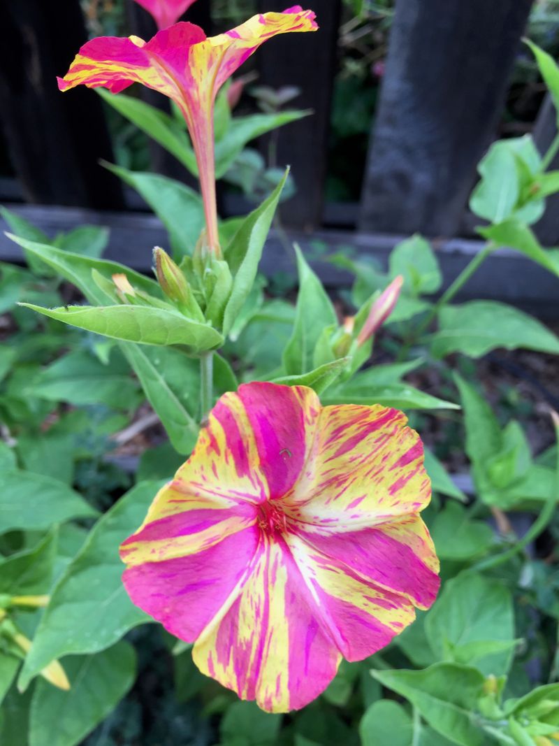 Four o'Clock Flower