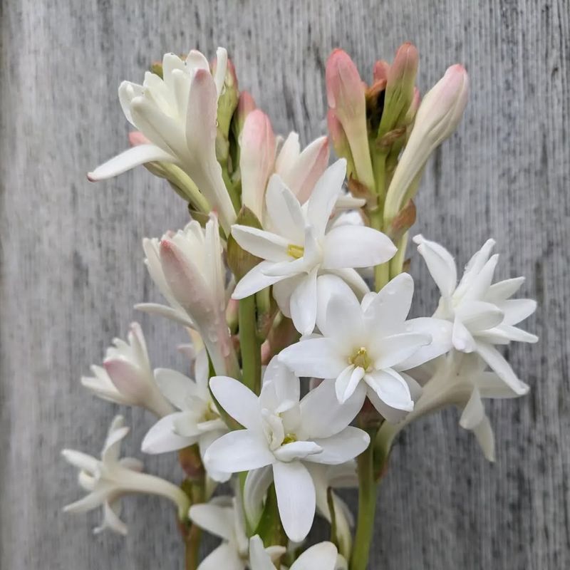 Tuberose