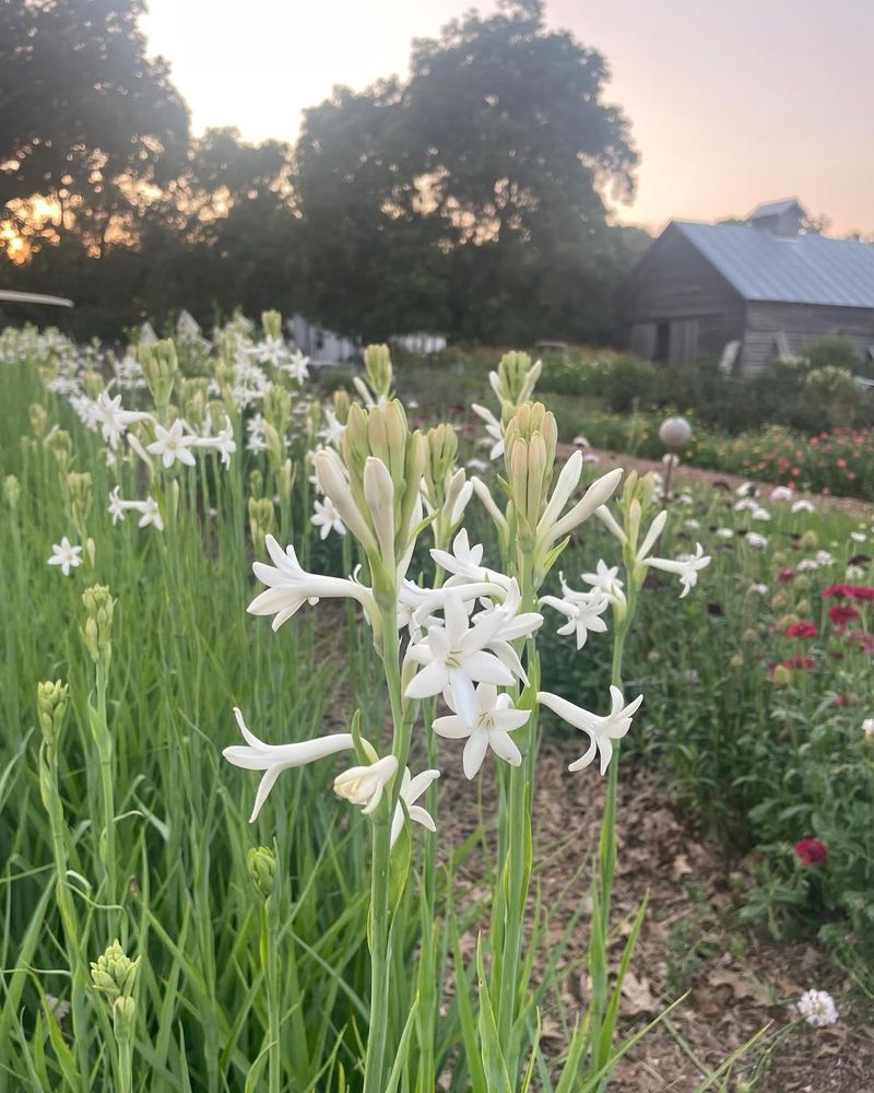 Tuberose