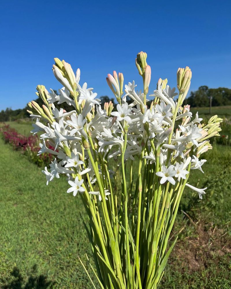 Tuberose