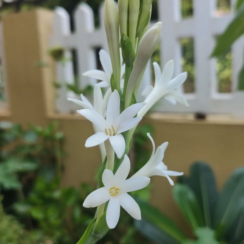 Tuberose