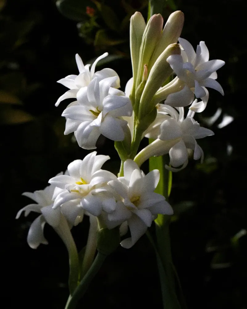 Tuberose