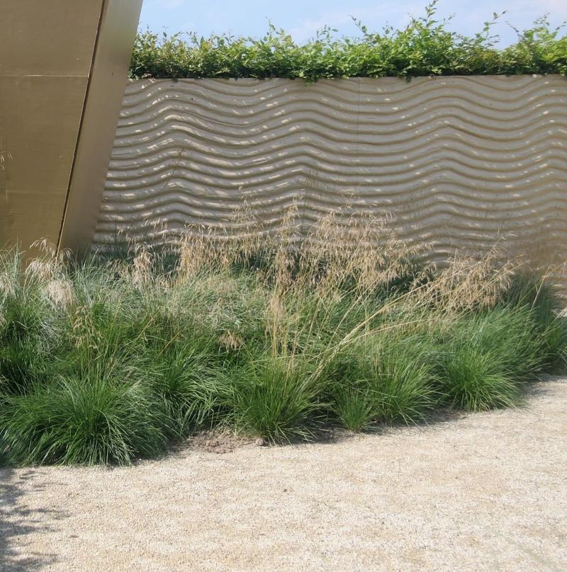 Tufted Hairgrass