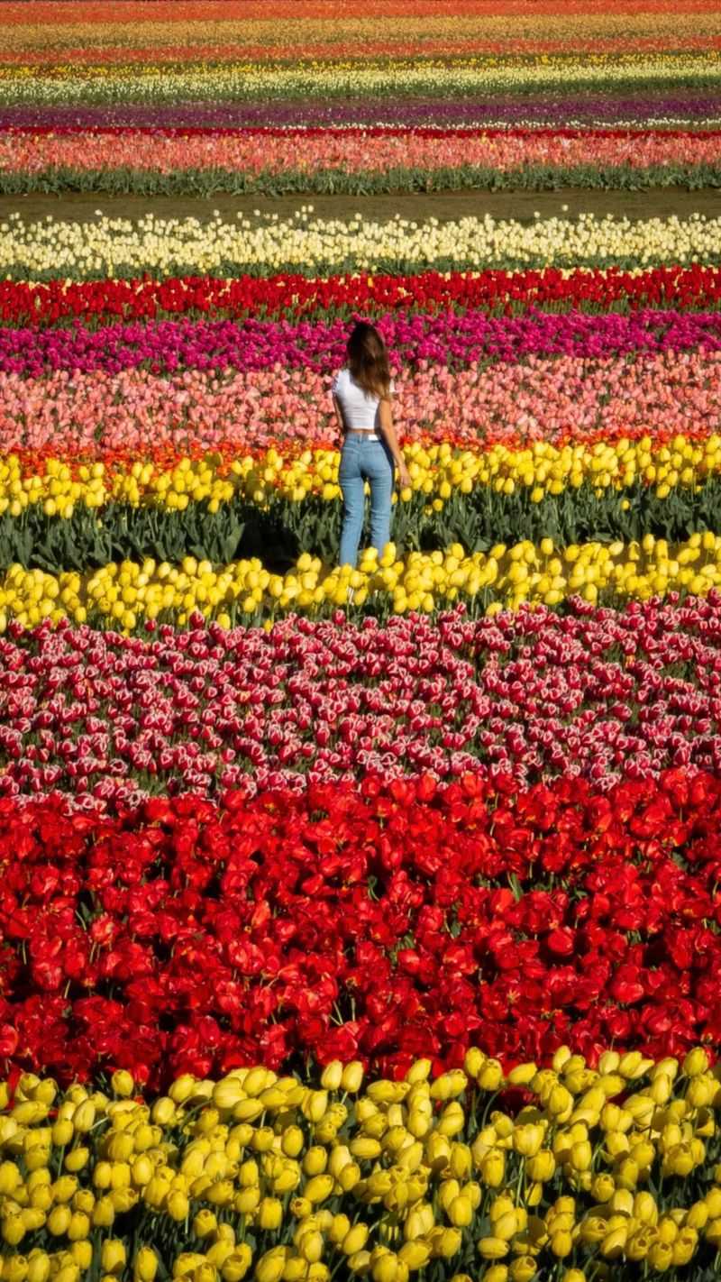 Tulip's Environmental Influence
