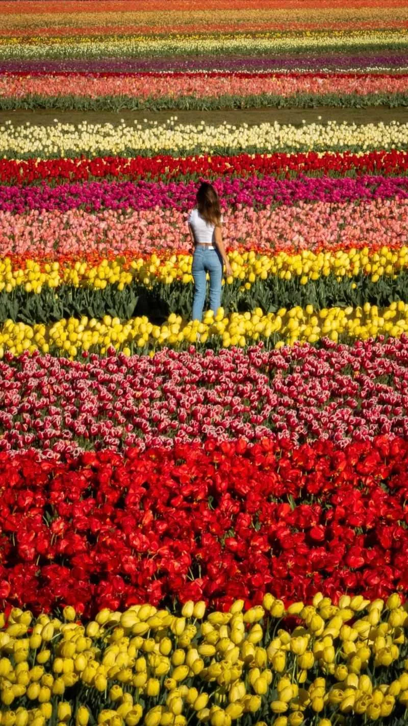 Tulip's Environmental Influence