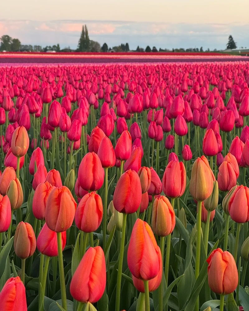Tulip