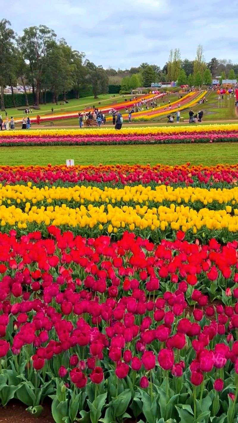 Tulip Festivals Around the World