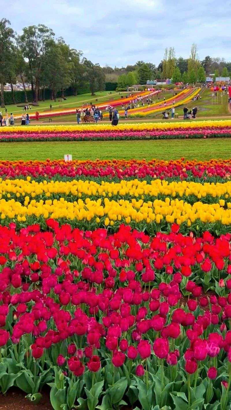 Tulip Festivals Around the World