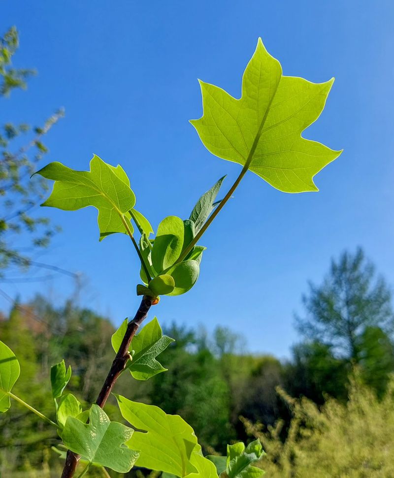 Tulip Tree Leaf