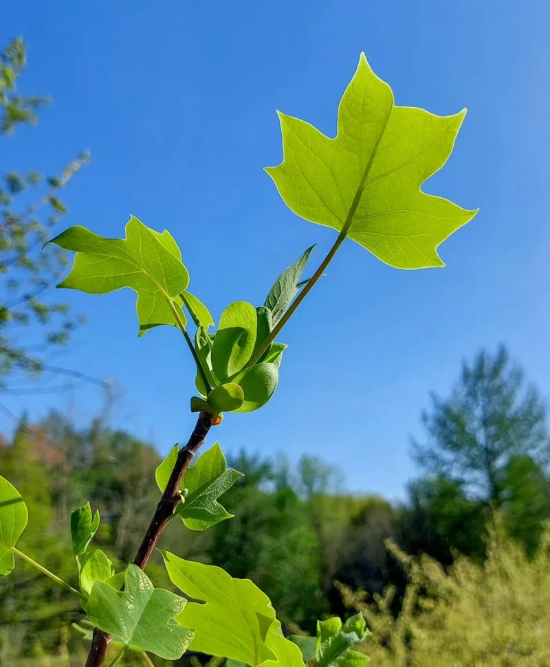 Tulip Tree Leaf