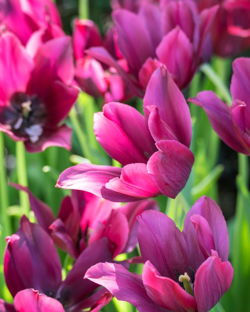 Tulip's Night Life