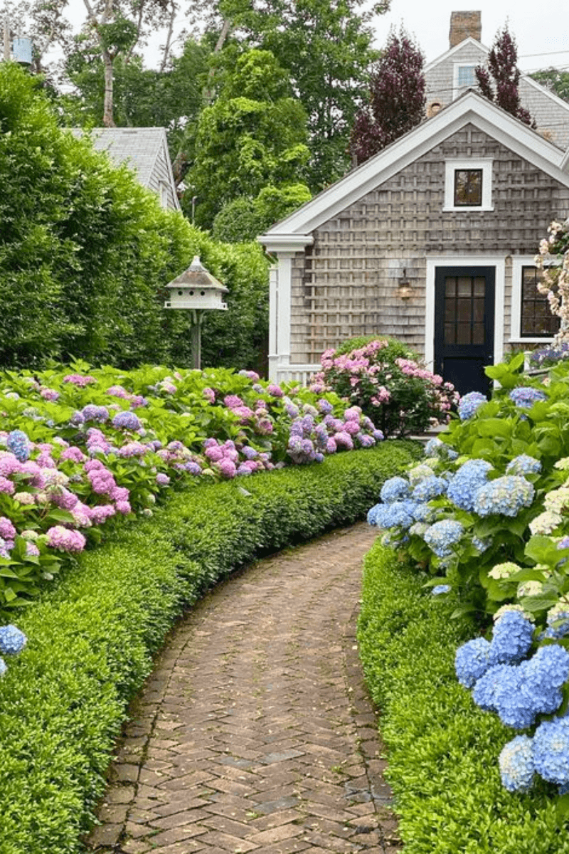 Hydrangea