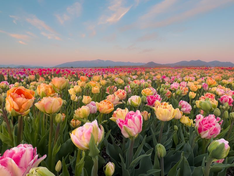 Tulips