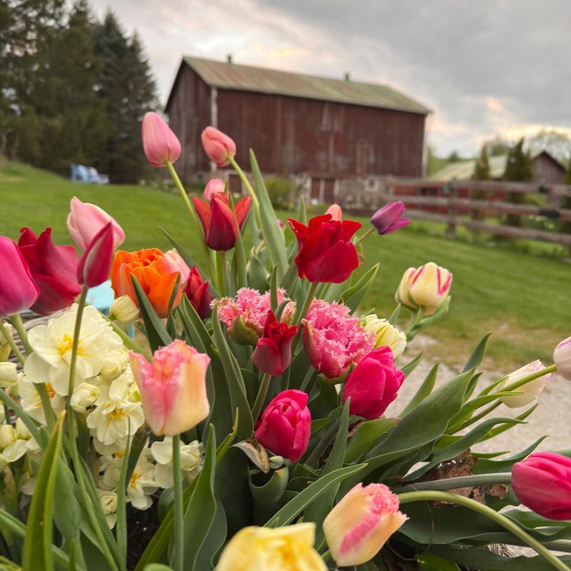 Tulips