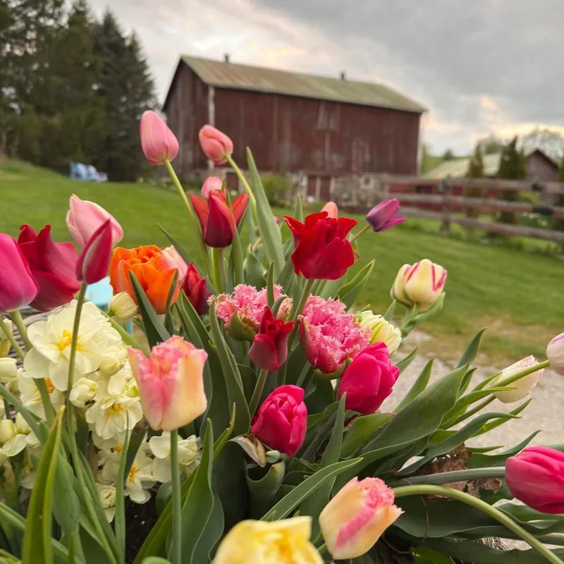 Tulips