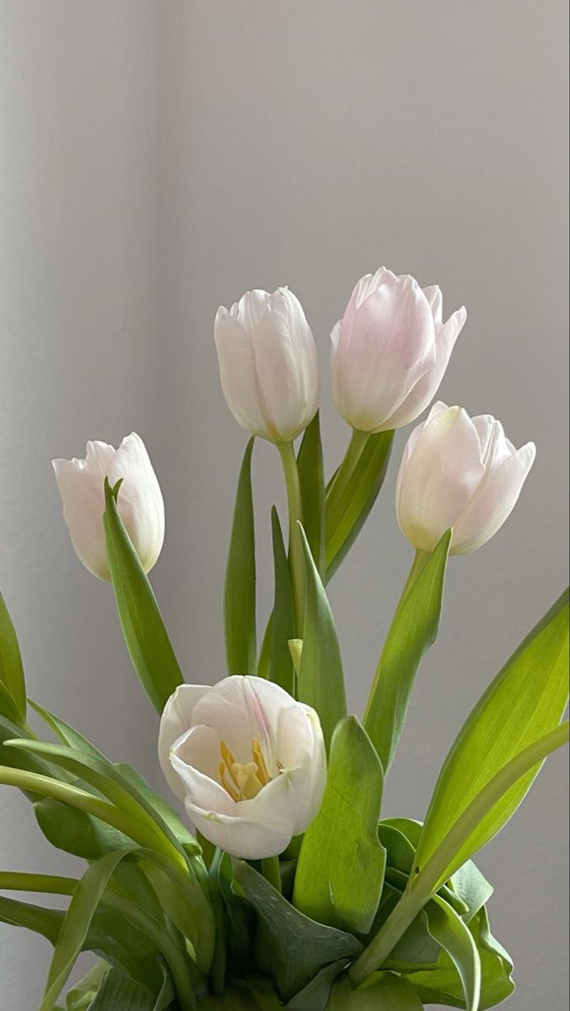 Tulips