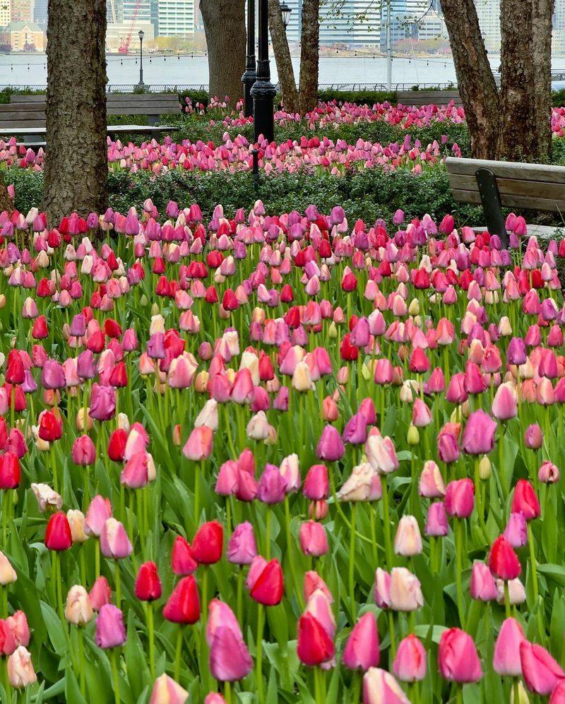 Tulips