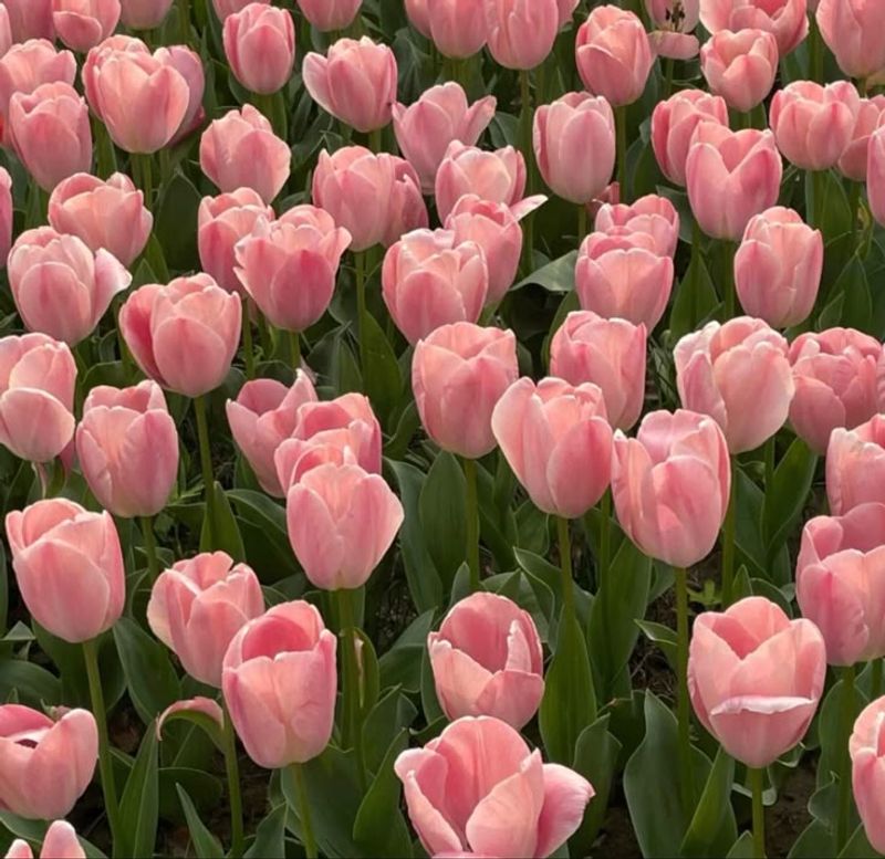 Tulips