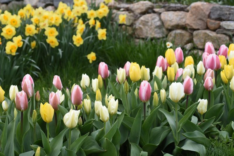 Tulips and Daffodils