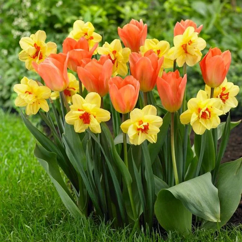 Tulips and Daffodils