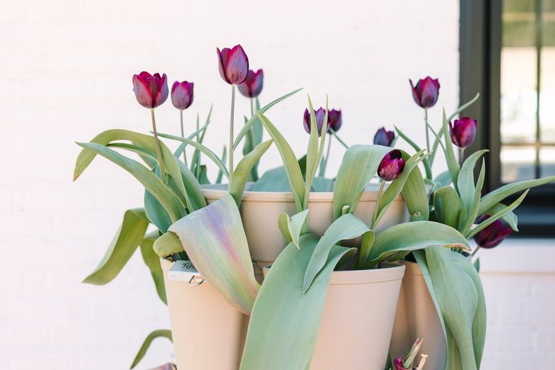 Tulips