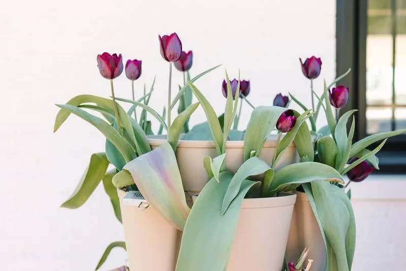 Tulips