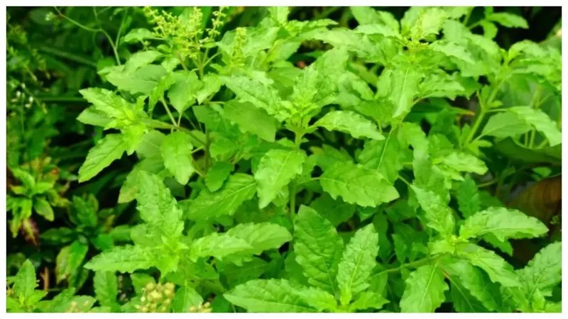 Tulsi (Holy Basil)