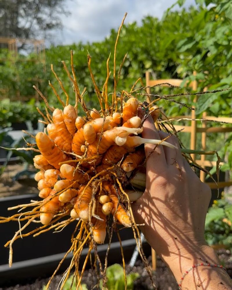 Turmeric