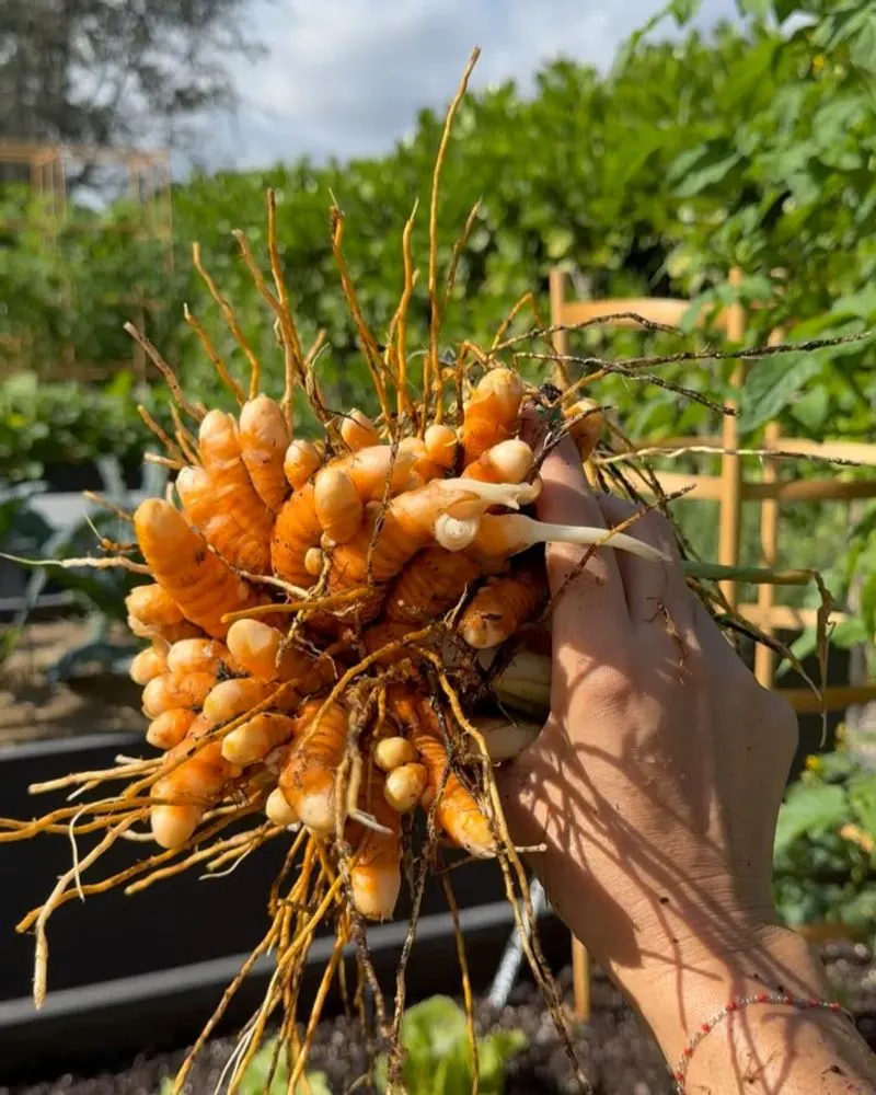 Turmeric