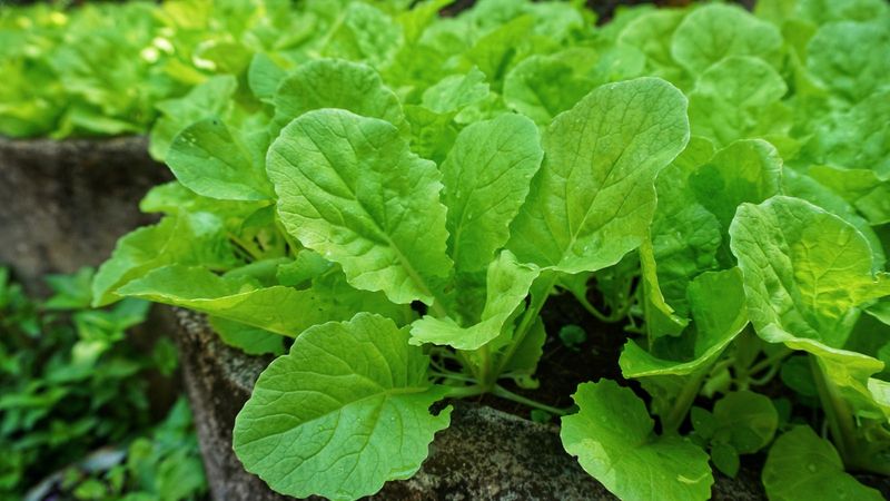 Turnip Greens
