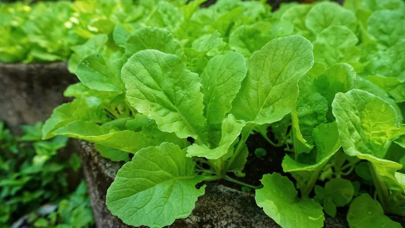 Turnip Greens