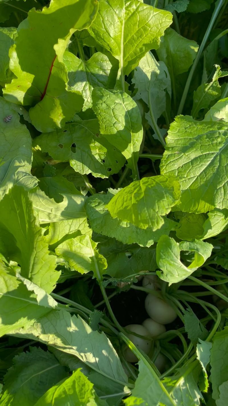 Turnip Greens
